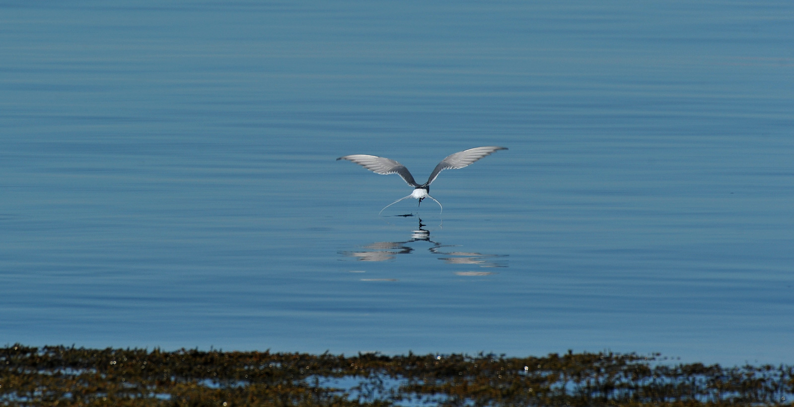 Sterna paradisaea [550 mm, 1/1600 sec at f / 9.0, ISO 400]